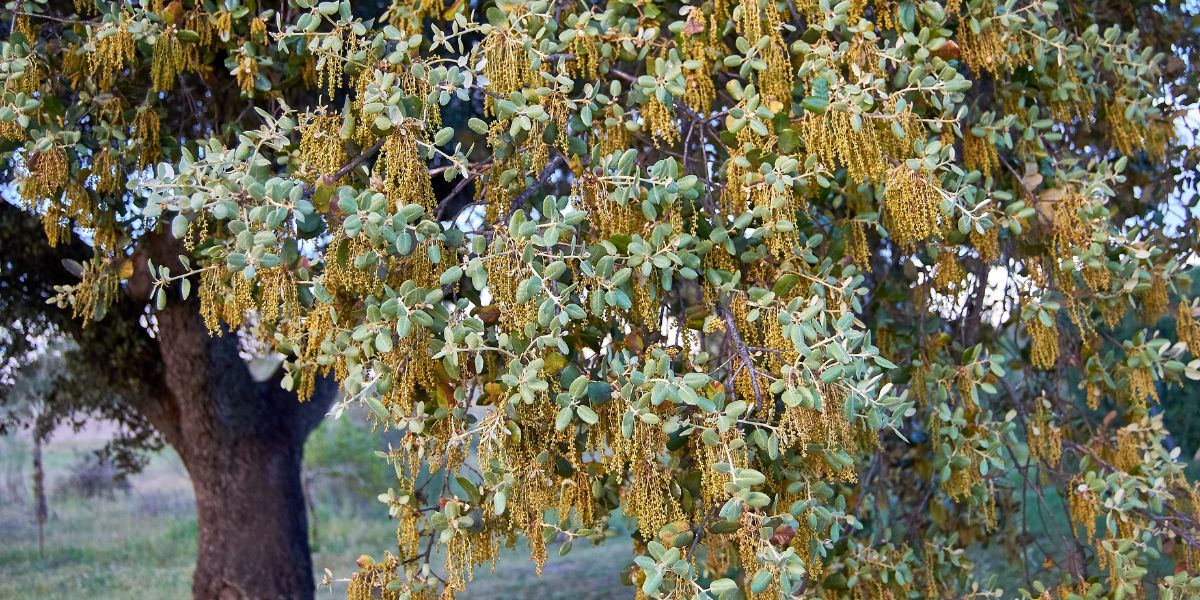 Cómo podar una encina | Agromasia.com